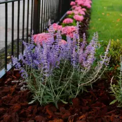 PEROVSKIA atriplicifolia 'Lacey Blue'® - Sauge de Sibérie naine