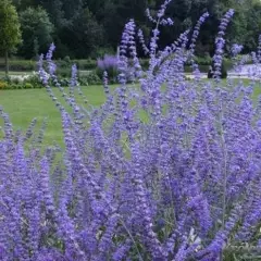 PEROVSKIA atriplicifolia 'Lacey Blue'® - Sauge de Sibérie naine