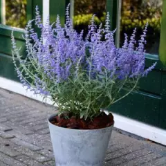 PEROVSKIA atriplicifolia 'Lacey Blue'® - Sauge de Sibérie naine