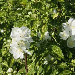 PHILADELPHUS 'Innocence' - Seringat 'Innocence'