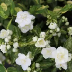 PHILADELPHUS 'Innocence' - Seringat 'Innocence'