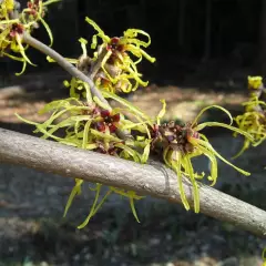 HAMAMELIS mollis 'Pallida'