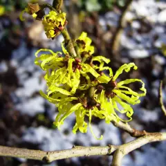 HAMAMELIS mollis 'Pallida'