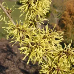 HAMAMELIS mollis 'Pallida'