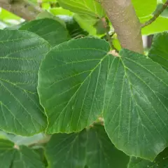 HAMAMELIS mollis 'Pallida'