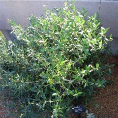 PHILLYREA angustifolia - Filaria angustfolia