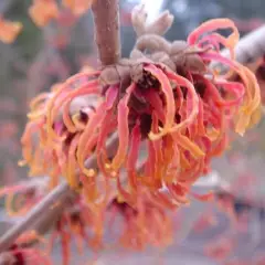 HAMAMELIS intermedia 'Jelena' - Noisetier de sorcière 'Jelena'