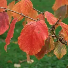 HAMAMELIS intermedia 'Jelena' - Noisetier de sorcière 'Jelena'