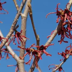 HAMAMELIS intermedia 'Ruby Glow'