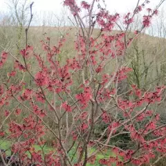 HAMAMELIS intermedia 'Ruby Glow'