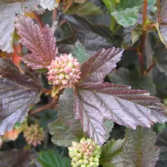 PHYSOCARPUS opulifolius 'Red Baron' - Physocarpe à feuillage pourpre