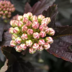 PHYSOCARPUS opulifolius 'Red Baron' - Physocarpe à feuillage pourpre