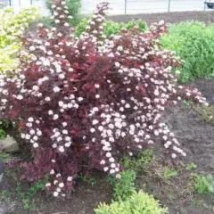 PHYSOCARPUS opulifolius 'Red Baron' - Physocarpe à feuilles d'Obier  'Red Baron'