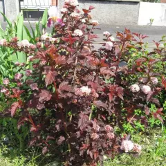 PHYSOCARPUS opulifolius 'Red Baron' - Physocarpe à feuillage pourpre