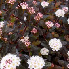 PHYSOCARPUS opulifolius 'Summer Wine'® - Physocarpe à feuillage pourpre