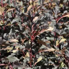 PHYSOCARPUS opulifolius 'Summer Wine'® - Physocarpe à feuilles d'Obier
