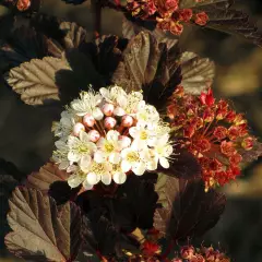 PHYSOCARPUS opulifolius 'Summer Wine'® - Physocarpe à feuillage pourpre