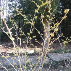 HAMAMELIS mollis 'Primavera' - Hamamelis de Chine, noisetier de sorcière.