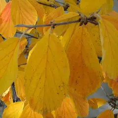 HAMAMELIS mollis - Hamamelis de Chine, noisetier de sorcière.
