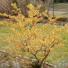 HAMAMELIS mollis 'Primavera' - Hamamelis de Chine, noisetier de sorcière.