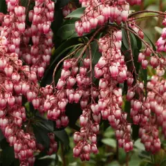 PIERIS japonica 'Passion'® - Andromède du japon naine