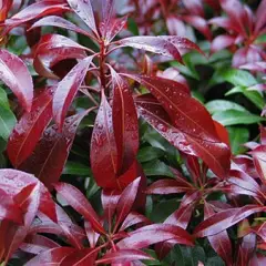 PIERIS japonica 'Passion'® - Andromède du japon naine