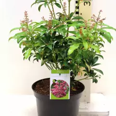 PIERIS japonica 'Passion'® - Andromède du japon naine