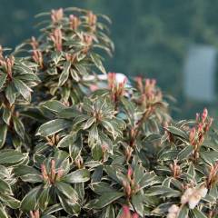 PIERIS japonica 'Little Heath' - Andromède du Japon panaché