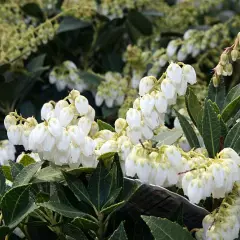 PIERIS japonica 'Prelude' - Andromède du japon 'Prelude'