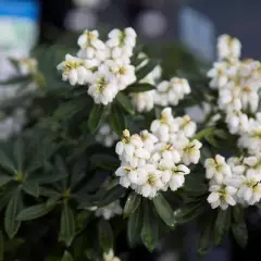 PIERIS japonica 'Sarabande' - Andromède du japon 'Sarabande'