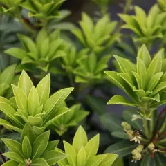 PIERIS japonica 'Sarabande' - Andromède du japon 'Sarabande'