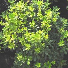 PITTOSPORUM tobira 'Nanum' - Arbuste nain à feuillage persistant