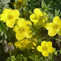 POTENTILLA fruticosa 'Klondike' - Potentille arbustive 'Klondike'