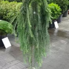 LARIX kaempferi 'Stiff Weeper'