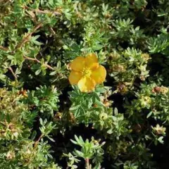 POTENTILLA fruticosa 'Tangerine' - Potentille arbustive 'Tangerine'