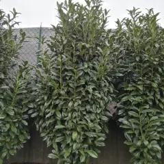 PRUNUS laurocerasus 'Genolia'® - Laurier palme à haie
