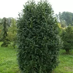 PRUNUS laurocerasus 'Genolia'® - Laurier palme à haie