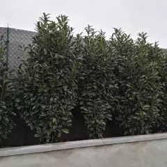 PRUNUS laurocerasus 'Genolia'® - Laurier palme à haie