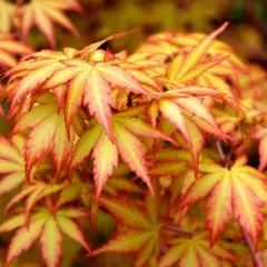 Érable du Japon 'Sango Kaku' - Acer palmatum 'Sangokaku', érable japonais