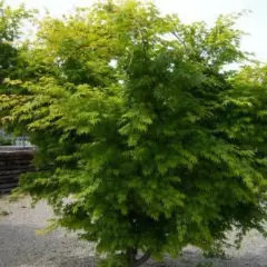 Érable du Japon 'Sango Kaku' - Acer palmatum 'Sangokaku', érable japonais