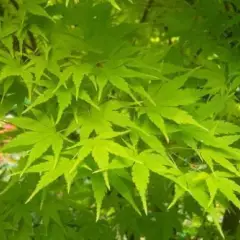 Érable du Japon 'Sango Kaku' - Acer palmatum 'Sangokaku', érable japonais