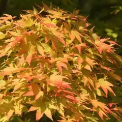 Érable du Japon 'Sango Kaku' - Acer palmatum 'Sangokaku', érable japonais