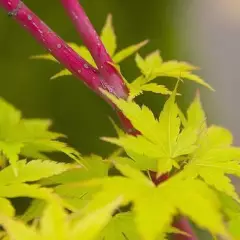 Érable du Japon 'Sango Kaku' - Acer palmatum 'Sangokaku', érable japonais