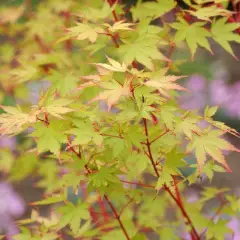 Érable du Japon 'Sango Kaku' - Acer palmatum 'Sangokaku', érable japonais