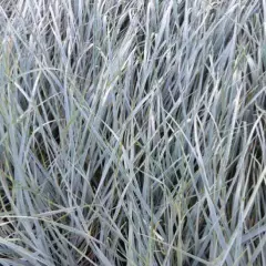 AGROPYRON magellanicus - Graminée, Elymus péctiné