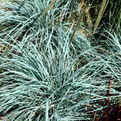 AGROPYRON magellanicus - Graminée, Elymus péctiné