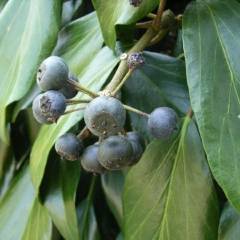 HEDERA colchica 'Arborescens' - Lierre de Colchide en arbre