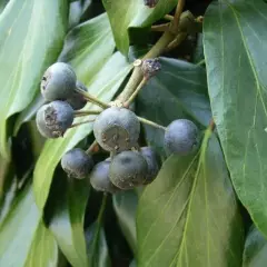 HEDERA colchica 'Arborescens' - Lierre de Colchide en arbre