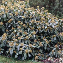 HEDERA colchica 'Arborescens' - Lierre de Colchide en arbre