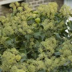 HEDERA colchica 'Arborescens' - Lierre de Colchide en arbre